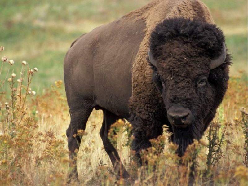 bison