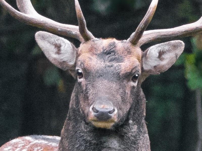 fallow deer