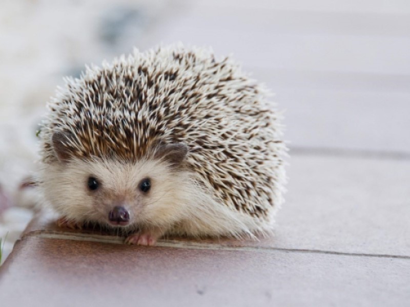 hedgehog