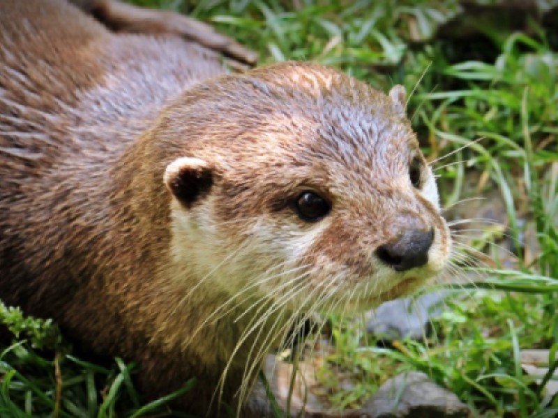 otter