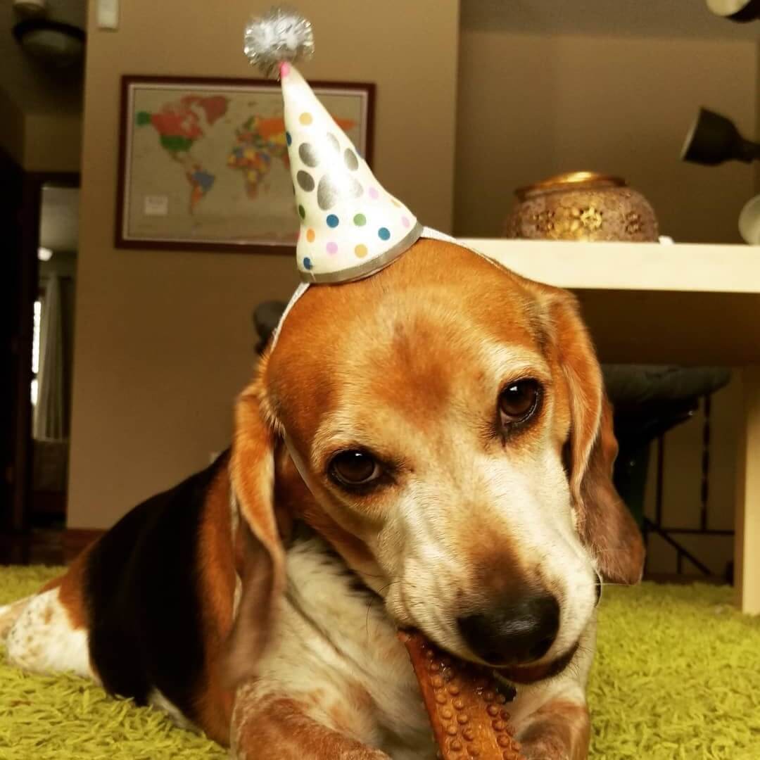 potato in a birthday hat eating a treat