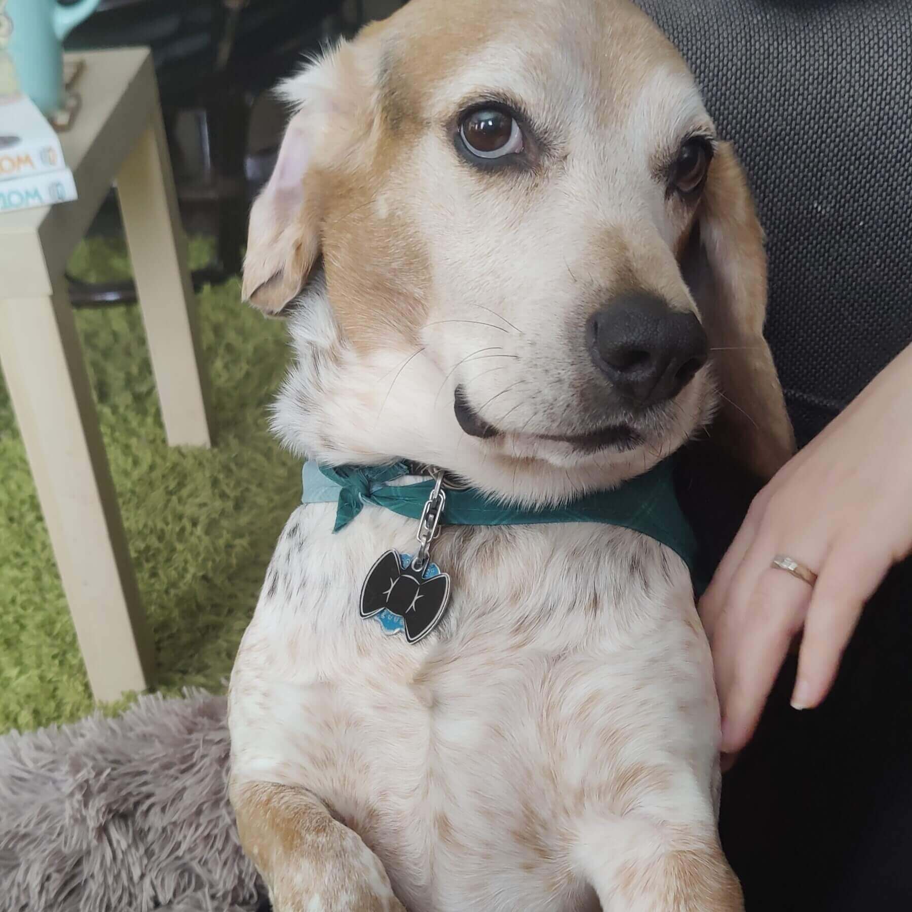 potato begging for belly rubs